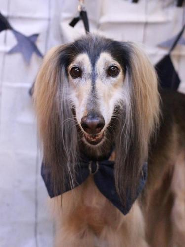 20230408シリウスくん